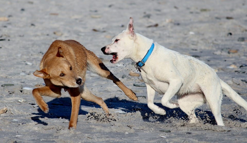 dog bite lawyer