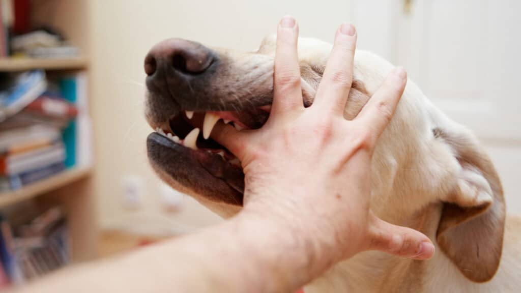 Dog Bite Injury Lawyer