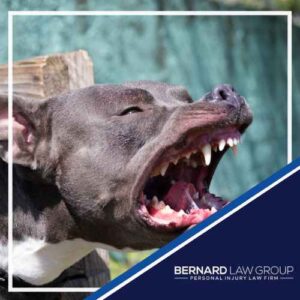 Bellingham Dog Bite Accident Lawyer